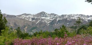 Duaje jetën ashtu siç është, duaje plotësisht e pa pretendime