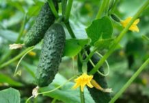 Kaq shumë kalori dhe përfitime nga kastravecat/ Ja pse duhet të konsumoni një në ditë