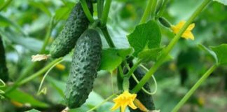 Kaq shumë kalori dhe përfitime nga kastravecat/ Ja pse duhet të konsumoni një në ditë