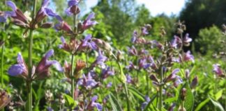 Bimët mjekësore “Made in Albania”, rriten eksportet dhe punësimi