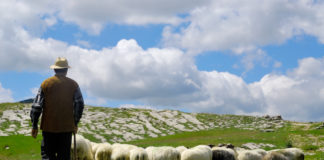 5 milionë euro kompensim direkt fermerëve