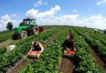 Sektori i agrobiznesit/ Rriten financimet në Shqipëri