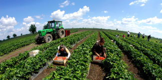 Biznesit të vogël i falen taksat deri në fund të vitit, një pjese të biznesit të madh i shtyhen