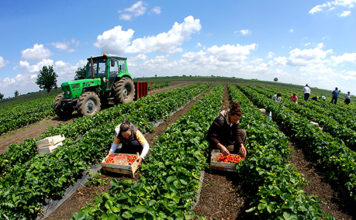 Biznesit të vogël i falen taksat deri në fund të vitit, një pjese të biznesit të madh i shtyhen