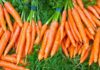 Shëndeti/ Ja pse mund të përdoren barishtet e karrotave