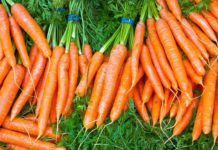 Shëndeti/ Ja pse mund të përdoren barishtet e karrotave