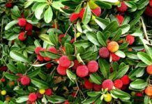 Efektet shëndetësore nga përdorimi i frutit të maresë