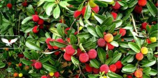 Efektet shëndetësore nga përdorimi i frutit të maresë