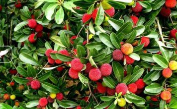 Efektet shëndetësore nga përdorimi i frutit të maresë