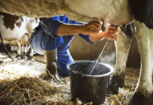 Me 20 prill nisin aplikimet për subvencionin e qumështit