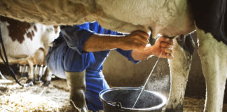 Me 20 prill nisin aplikimet për subvencionin e qumështit