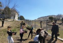 Mbillen dhjetëra fidanë me pishë të zezë në Parkun Kombëtar të Qafë-Shtamës