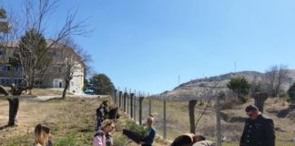 Mbillen dhjetëra fidanë me pishë të zezë në Parkun Kombëtar të Qafë-Shtamës