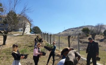 Mbillen dhjetëra fidanë me pishë të zezë në Parkun Kombëtar të Qafë-Shtamës