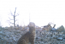 Pukë – Mirditë, kamerat-kurth të PPNEA-së shkrepin mbi 300 foto të jetës së egë