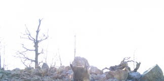 Pukë – Mirditë, kamerat-kurth të PPNEA-së shkrepin mbi 300 foto të jetës së egë