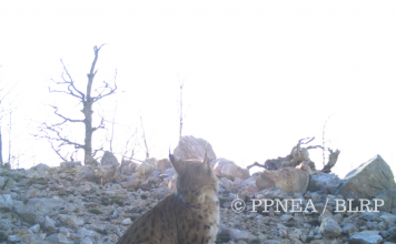 Pukë – Mirditë, kamerat-kurth të PPNEA-së shkrepin mbi 300 foto të jetës së egë