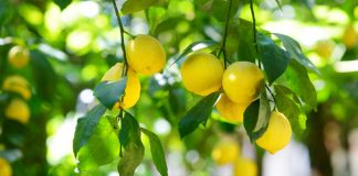 Ja 9 arsye pse duhet konsumuar limoni