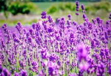 Livando lufton simptomat e depresionit