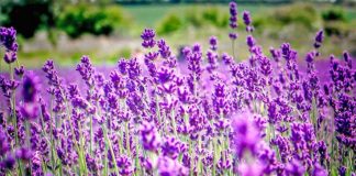 Livando lufton simptomat e depresionit