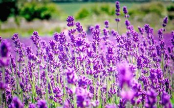 Livando lufton simptomat e depresionit