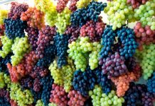 Sa rrush prodhohet në Shqipëri? Ja rajonet që mbajne ‘fronin’ (Shifrat)