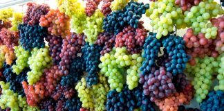 Sa rrush prodhohet në Shqipëri? Ja rajonet që mbajne ‘fronin’ (Shifrat)