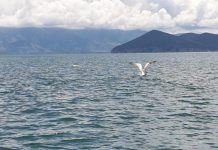 Pelikani kaçurrel shfaqet në Prespë (Fotot)