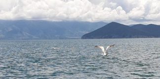 Pelikani kaçurrel shfaqet në Prespë (Fotot)