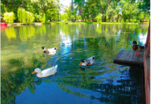 Parku Ujor Drilon-Tushemisht, atraksioni më i ri ekoturistik në Pogradec