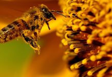 Shqipëria, “parajsa” e mjaltit më të kërkuar. Ja sa prodhojmë në vit (Shifrat)