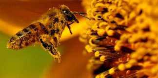 Shqipëria, “parajsa” e mjaltit më të kërkuar. Ja sa prodhojmë në vit (Shifrat)