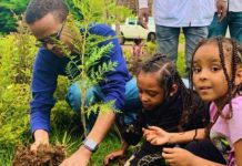 Rekordi  i ri botëror/ Ja shteti që mbolli më shumë se 350 milionë pemë në 12 orë