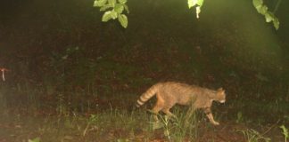 Fotot/ Kamerat kurth fiksojnë kafshë të shumta në Parkun “Shebenik-Jabllanicë’