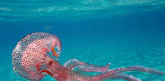 Këshilla për ata që shkojnë në plazh! Çfarë duhet të bëni nëse pickoheni nga kandili i detit