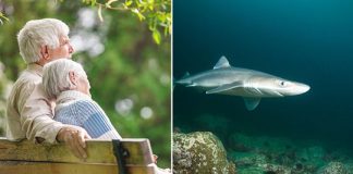 Lajm i mirë! Peshkaqenët mund të kurojnë parkinsonin