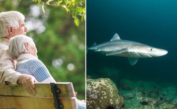 Lajm i mirë! Peshkaqenët mund të kurojnë parkinsonin