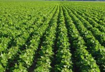 Luledielli, panxhar sheqeri, luleshtrydhe; ku kultivohen bimët e veçanta të Shqipërisë (Shifrat)