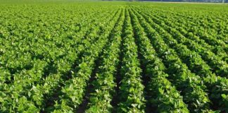 Luledielli, panxhar sheqeri, luleshtrydhe; ku kultivohen bimët e veçanta të Shqipërisë (Shifrat)