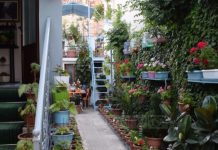 Në kopshtin shumëngjyrësh në Korçë, 72-vjeçari kujdeset për lulet prej 56 vjetësh