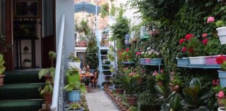 Në kopshtin shumëngjyrësh në Korçë, 72-vjeçari kujdeset për lulet prej 56 vjetësh