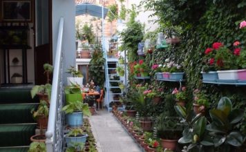 Në kopshtin shumëngjyrësh në Korçë, 72-vjeçari kujdeset për lulet prej 56 vjetësh