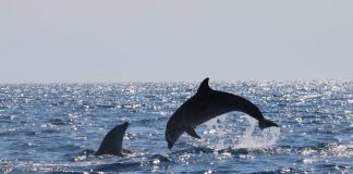 Mos e humbni këtë video/ Delfinët dhurojnë spektakël në Karaburun