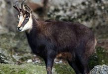 Lajm i mirë/ Rishfaqet dhia e egër, kamerat e kanë fotografuar në Shebenik