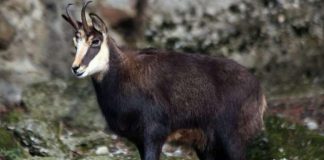 Lajm i mirë/ Rishfaqet dhia e egër, kamerat e kanë fotografuar në Shebenik