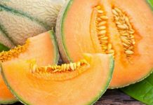 E thotë shkenca: Farat e pjeprit ndihmojnë për rigjenerimin e veshkave