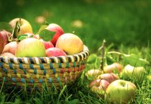 Mollët Shqiptare – Më natyralet dhe më të pastrat në rajon. Cilat janë vlerat shëndetësore të mollës?