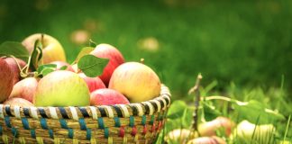 Mollët Shqiptare – Më natyralet dhe më të pastrat në rajon. Cilat janë vlerat shëndetësore të mollës?