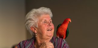 ‘Terapia e përkëdheljes’, si ndikojnë papagallët tek të moshuarit (Studimi)