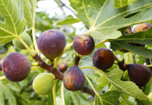 Zbuloni mrekullitë që vijnë nga gjethet e fikut, ja për çfarë mund të përdoren
